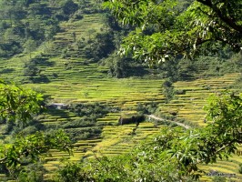 террасированные рисовые поля
