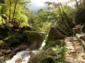 мост в джунглях