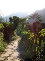 Gepflasterter Gehweg mit Hecken Gepflastert Pfad mit Hecke