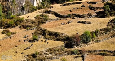 горное пастбище в деревне Танчок