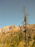 лиса сосна гріється на сонці