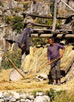 непалец молотит зерно