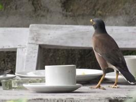 Птица с чашкой