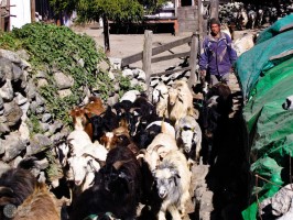 стадо коз на улице Танчока