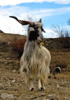 непальский козел 
