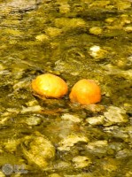 апельсины плывут