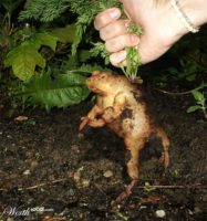 мутант лягушка-картошка
