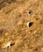 горные козлы