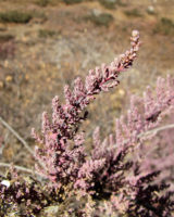 красная ветка